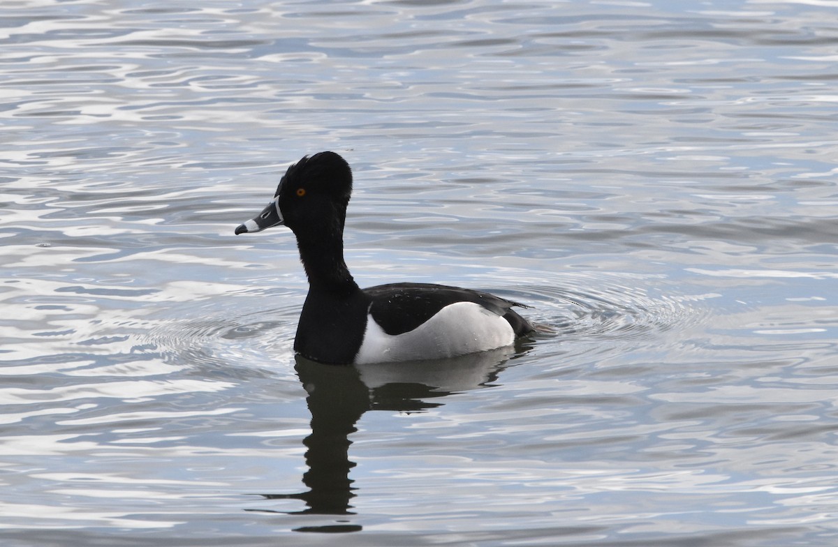 Ring-necked Duck - ML321160611