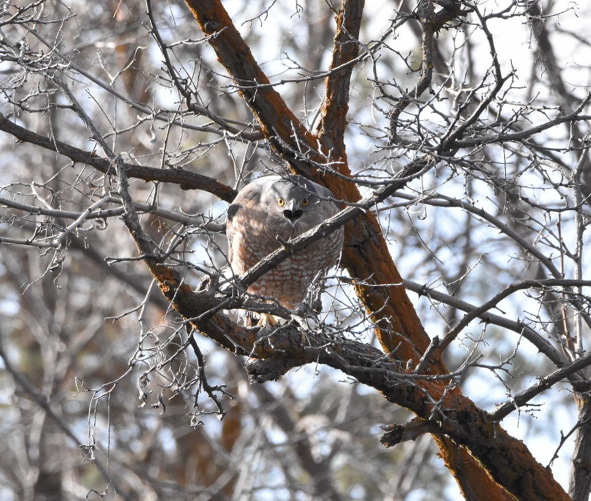 Cooper's Hawk - ML321160691