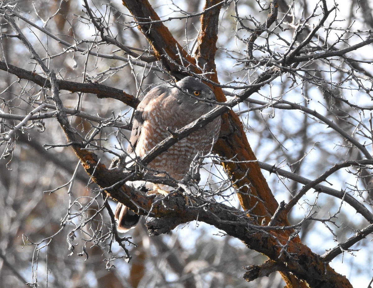 Cooper's Hawk - ML321160701