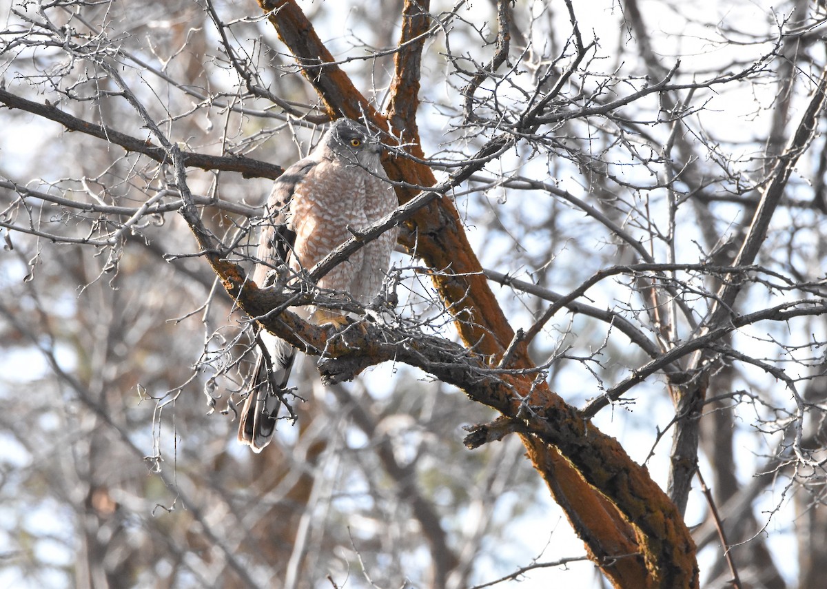 Cooper's Hawk - ML321160771