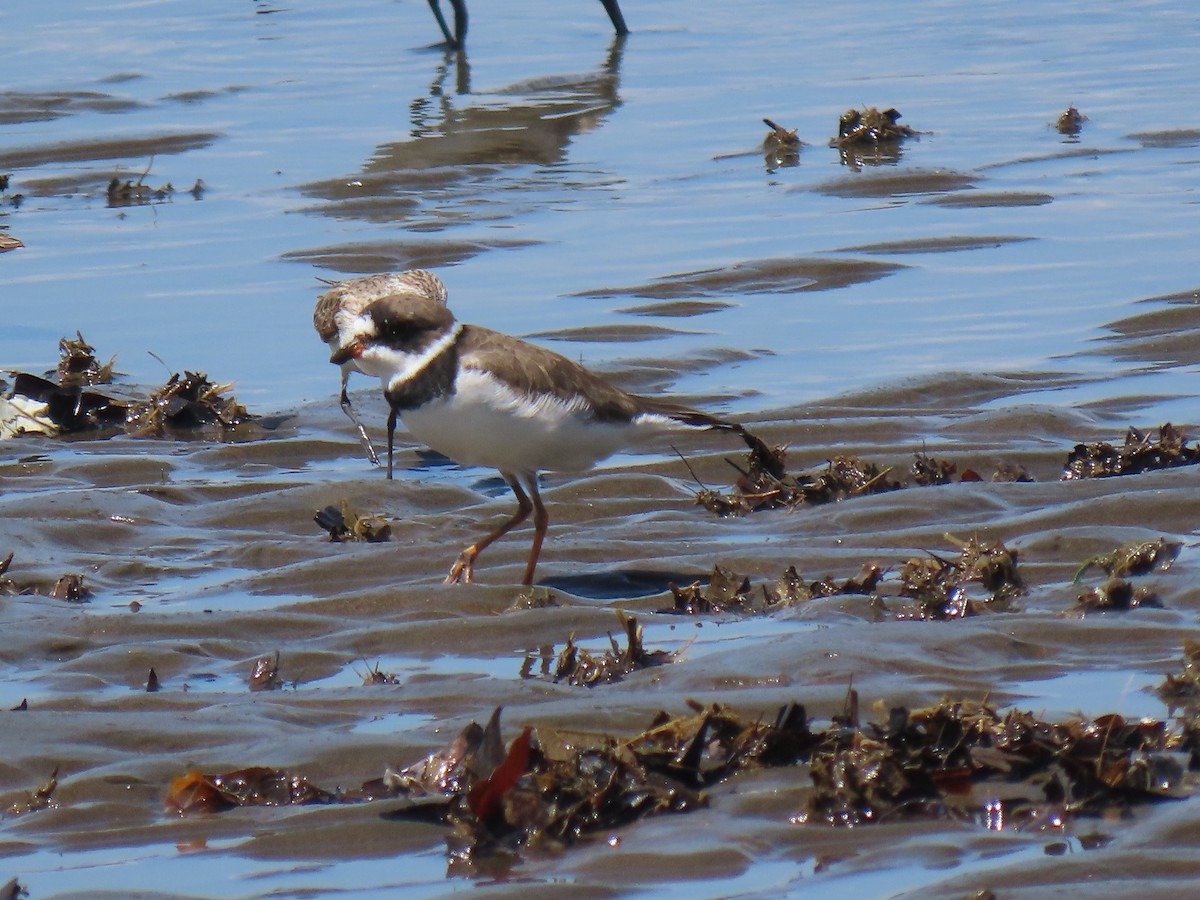 Semipalmated Plover - ML321162621