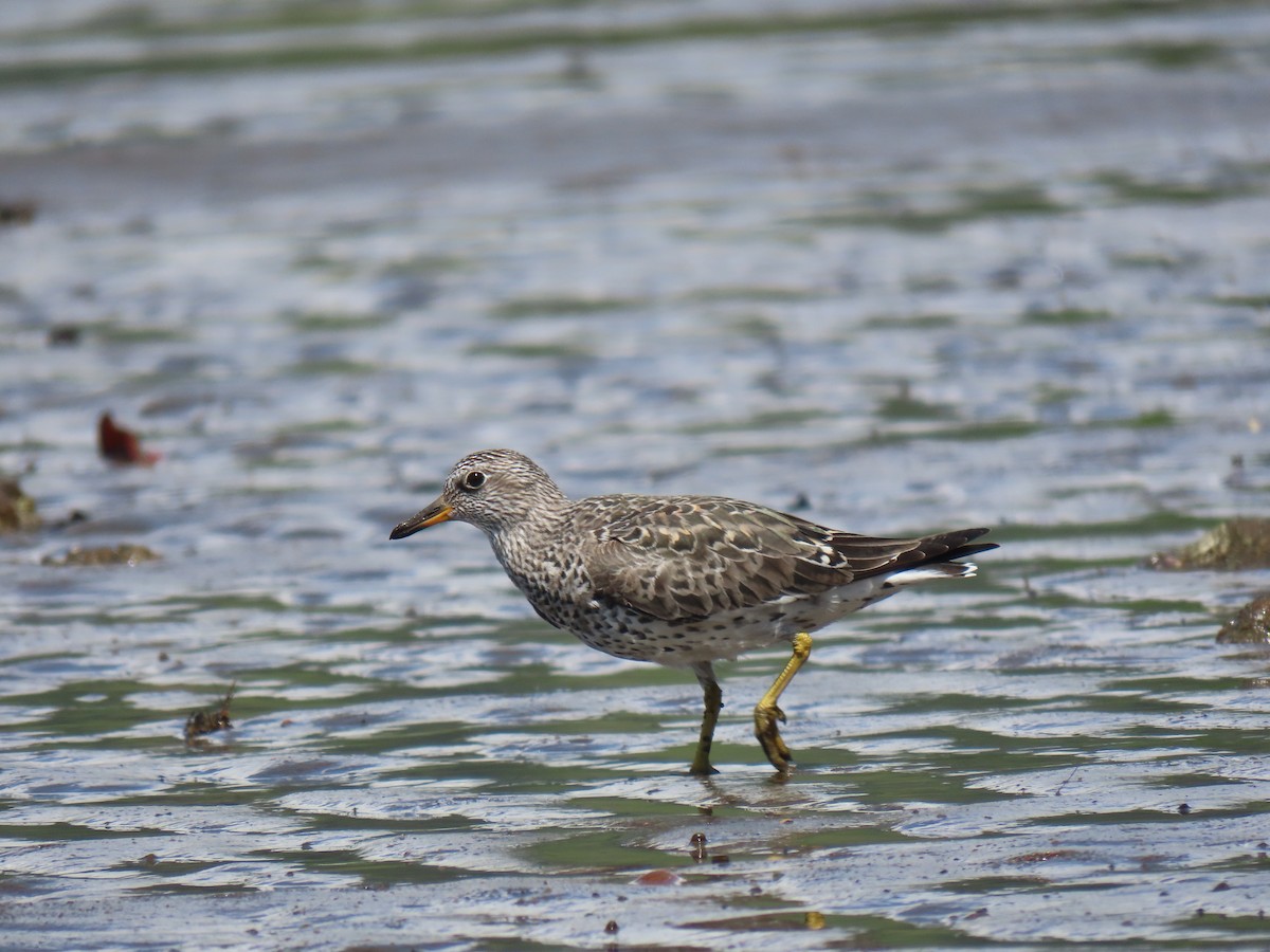 Surfbird - ML321164461