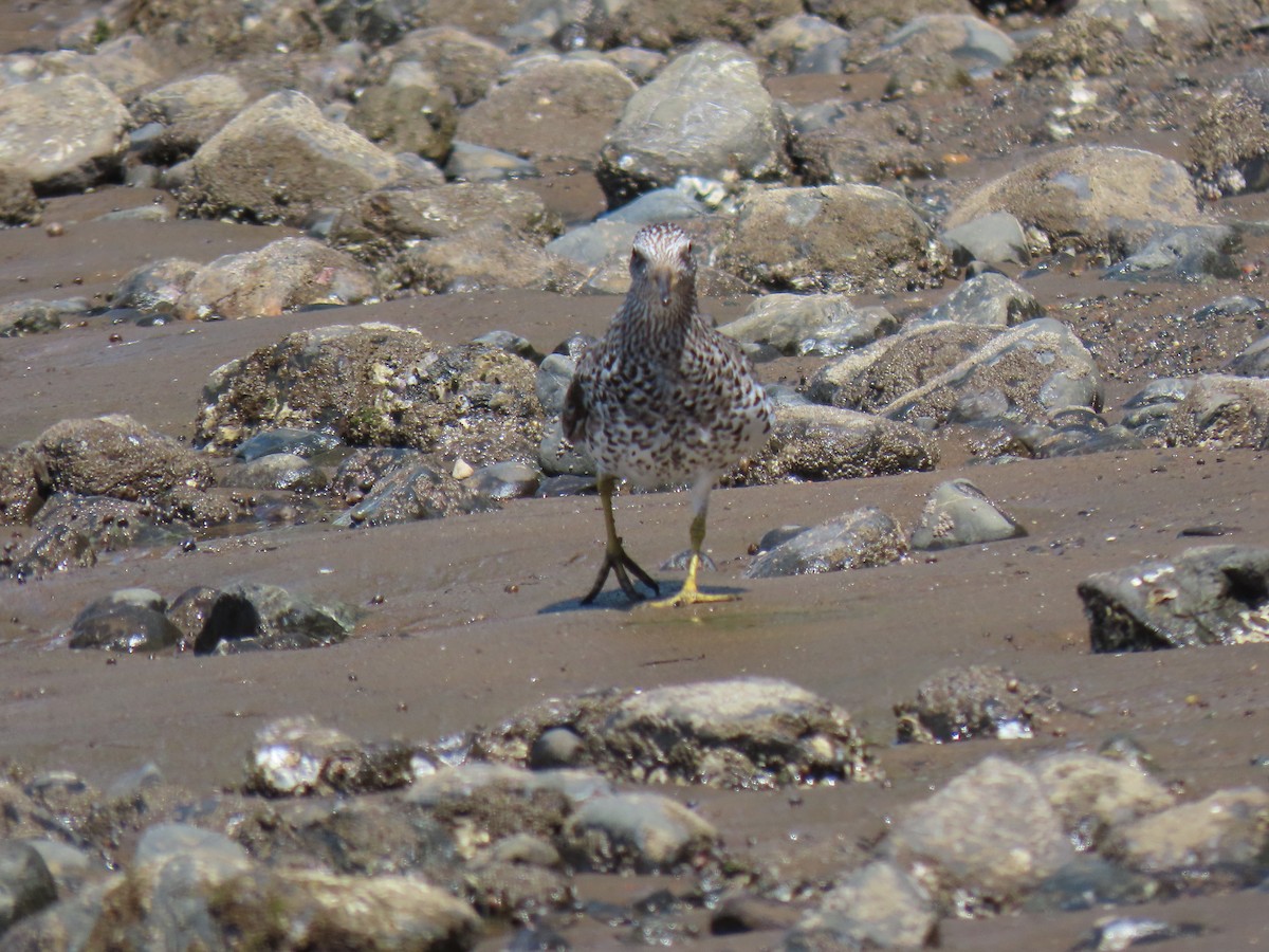 Surfbird - ML321164471