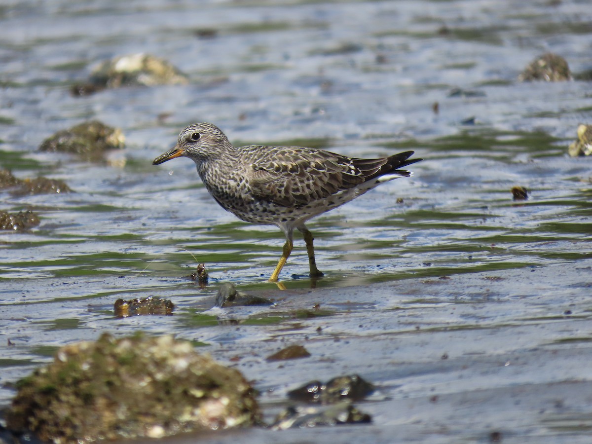 Surfbird - ML321164481