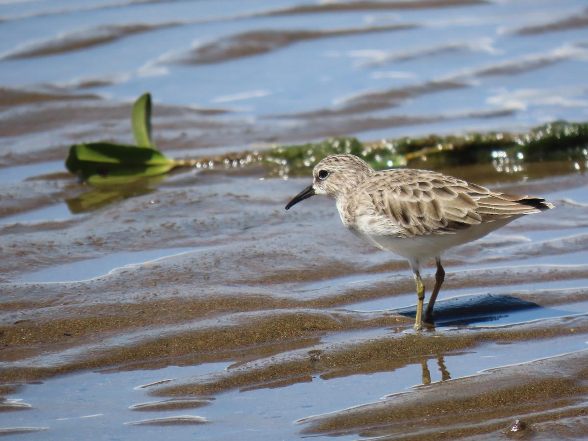 Least Sandpiper - ML321165701