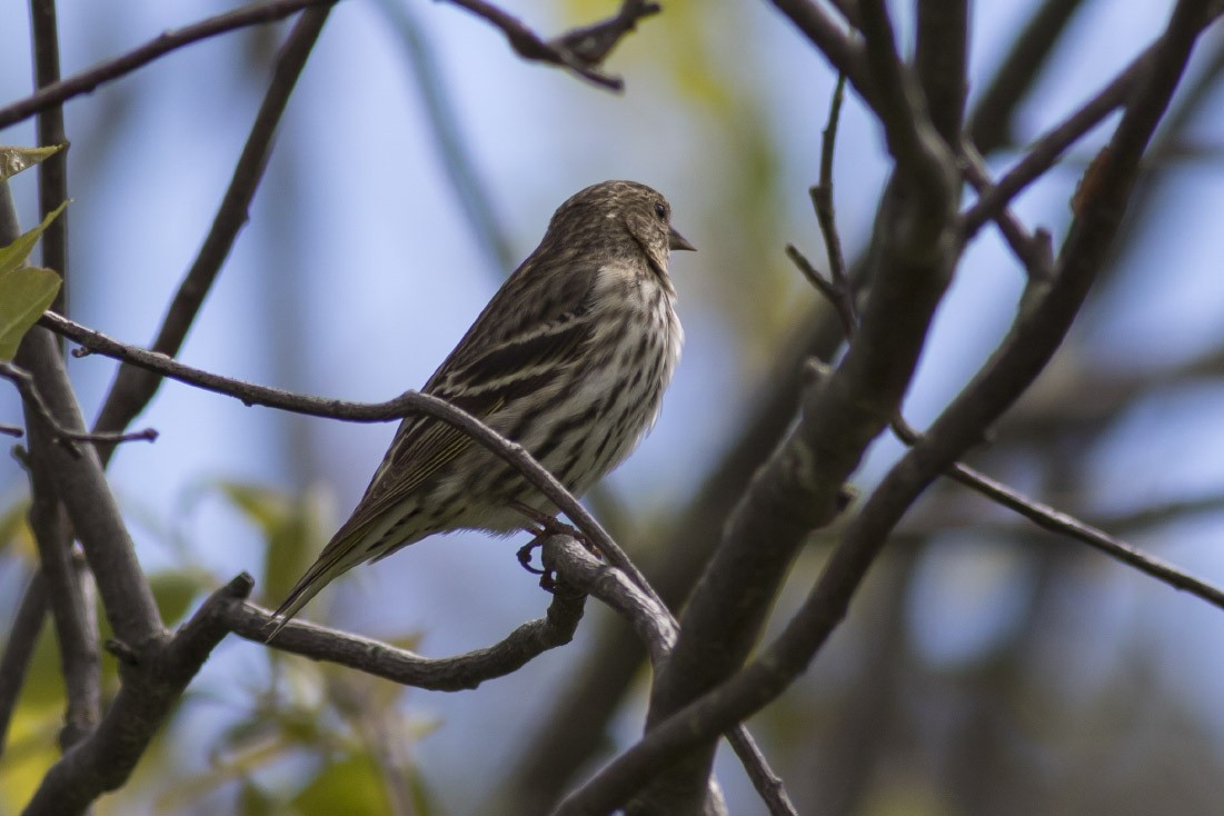 Pine Siskin - ML32116671