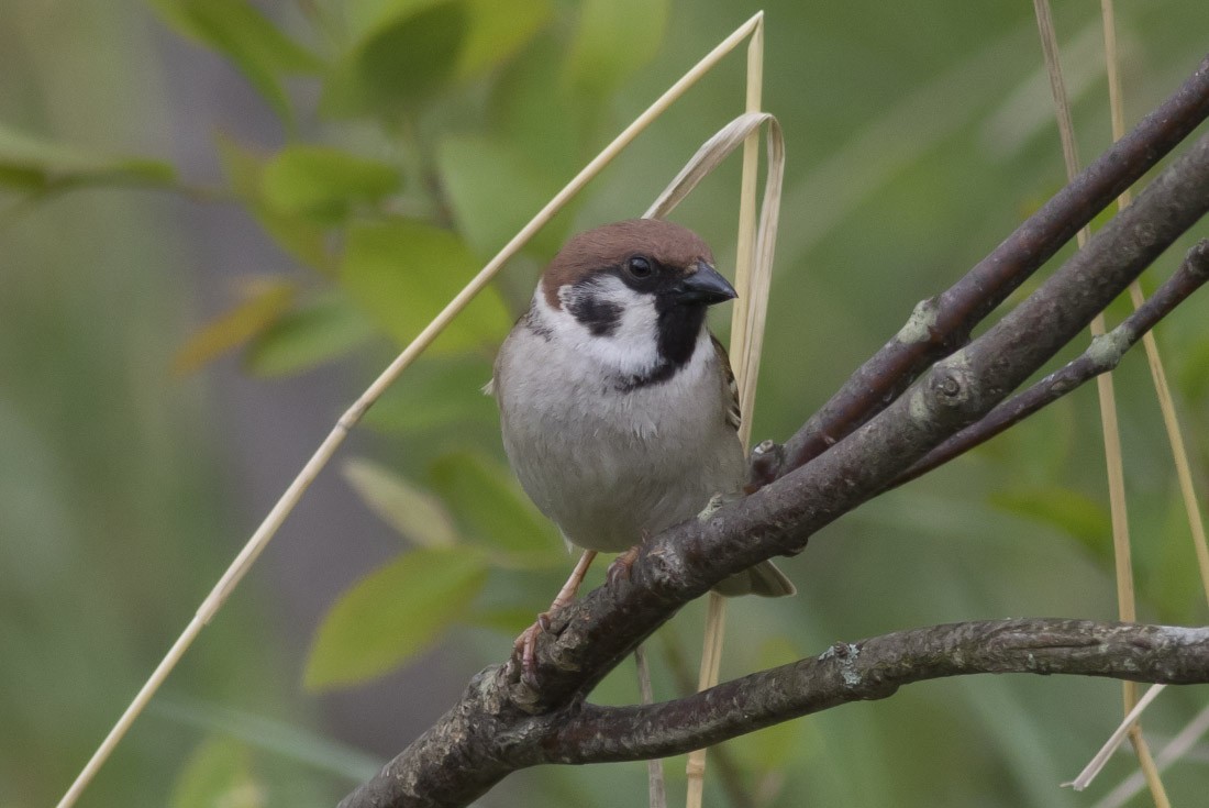 Eurasian Tree Sparrow - ML32116711