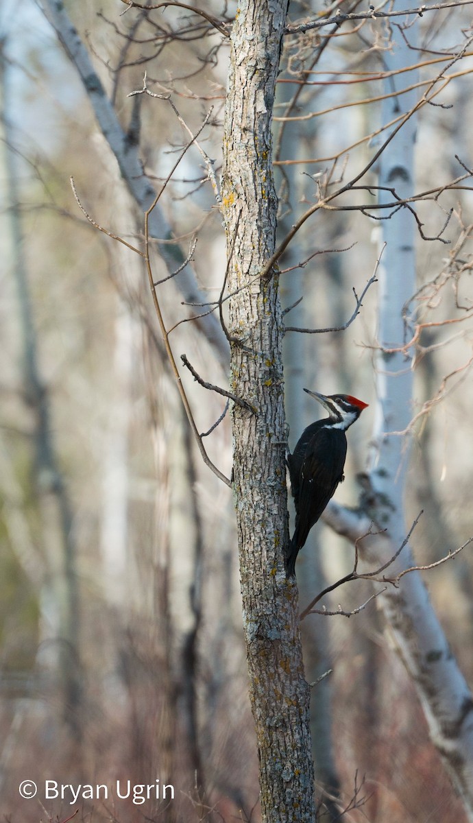 Pileated Woodpecker - Bryan Ugrin