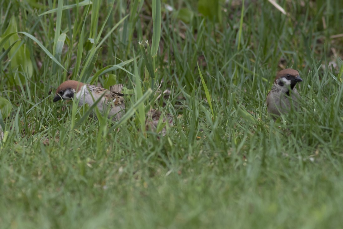 Eurasian Tree Sparrow - Michael Todd