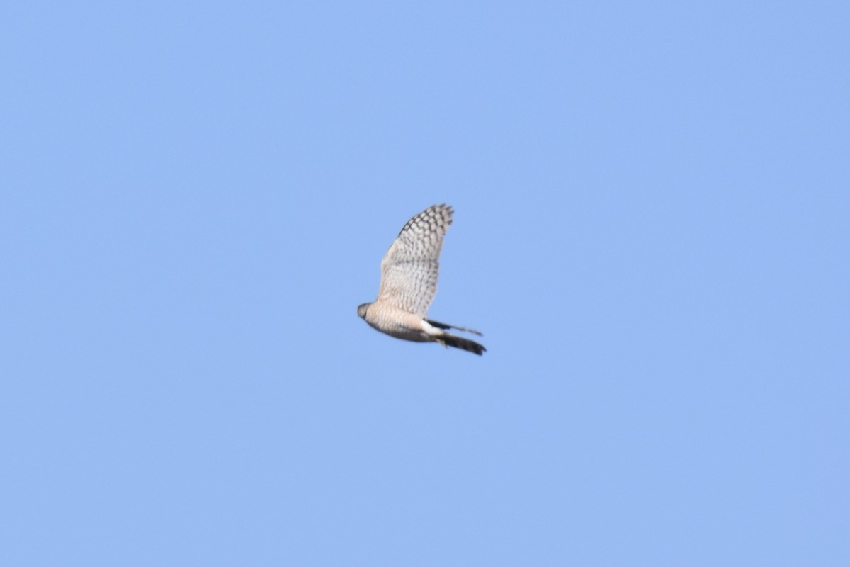 Cooper's Hawk - ML321167411