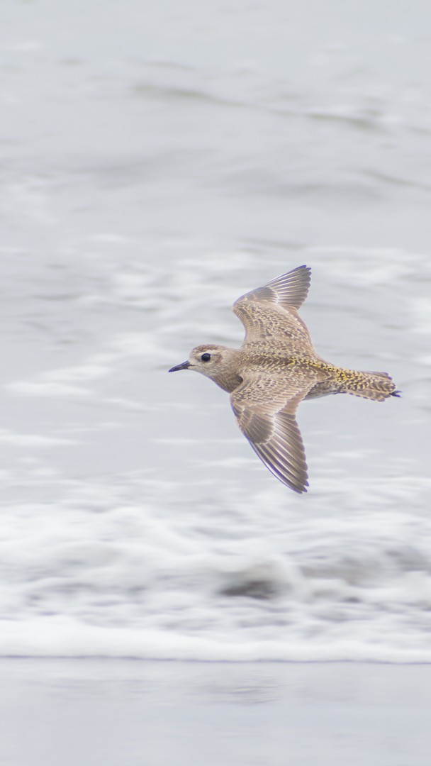 American Golden-Plover - ML321169051