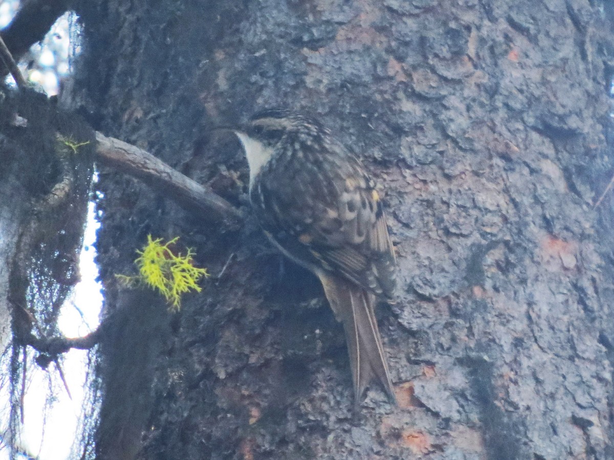 Brown Creeper - ML32116941