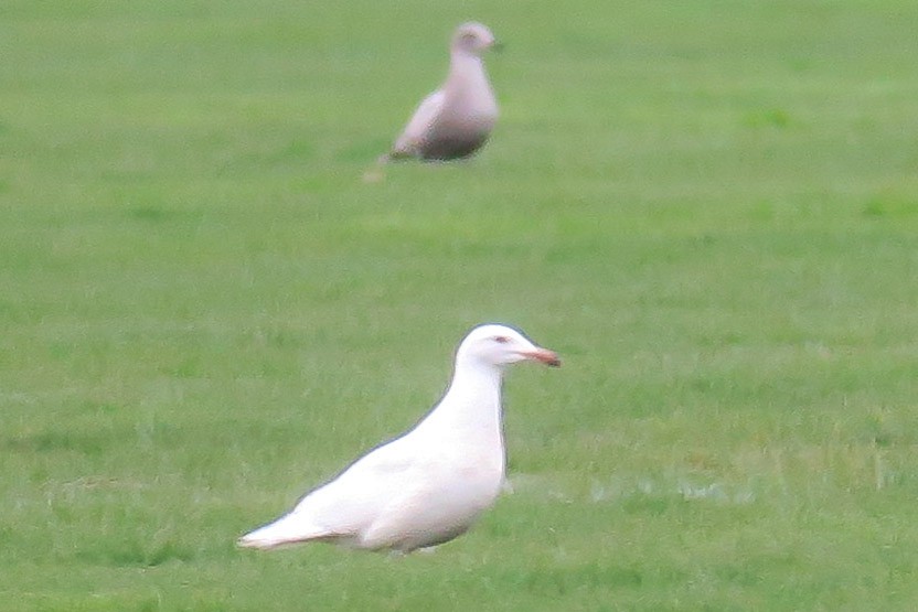 Larus sp. - ML321170331
