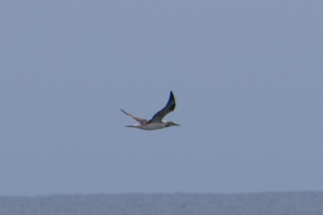 Australasian Gannet - ML32117331