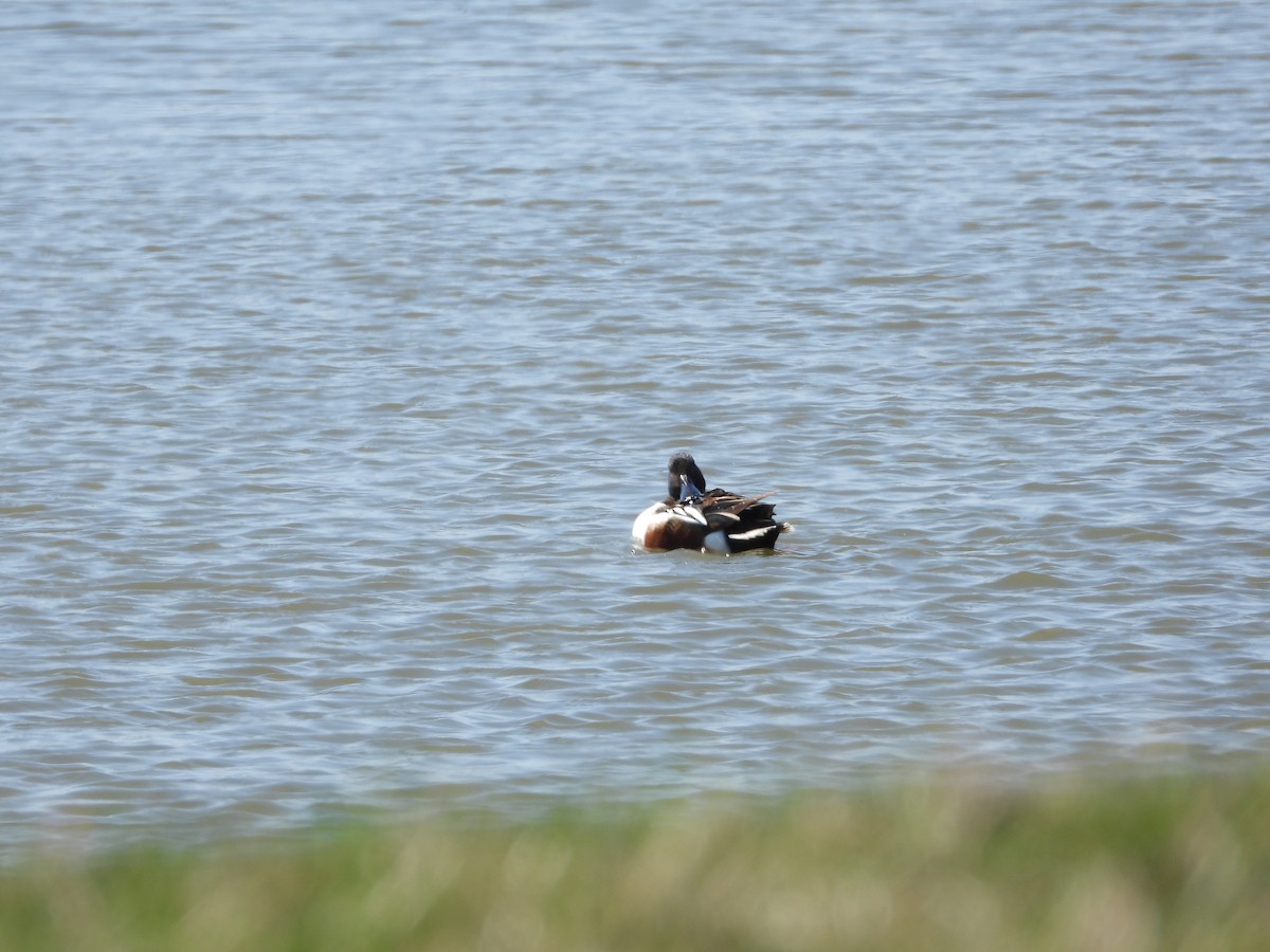 Northern Shoveler - ML321173541