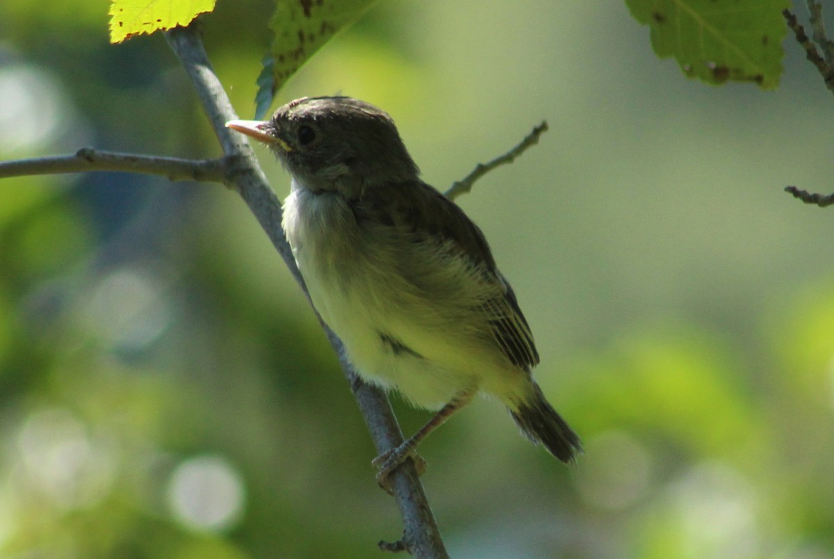 Willow Flycatcher - ML32117641