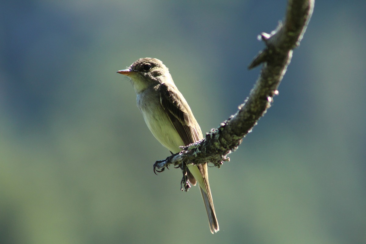 Willow Flycatcher - ML32117651