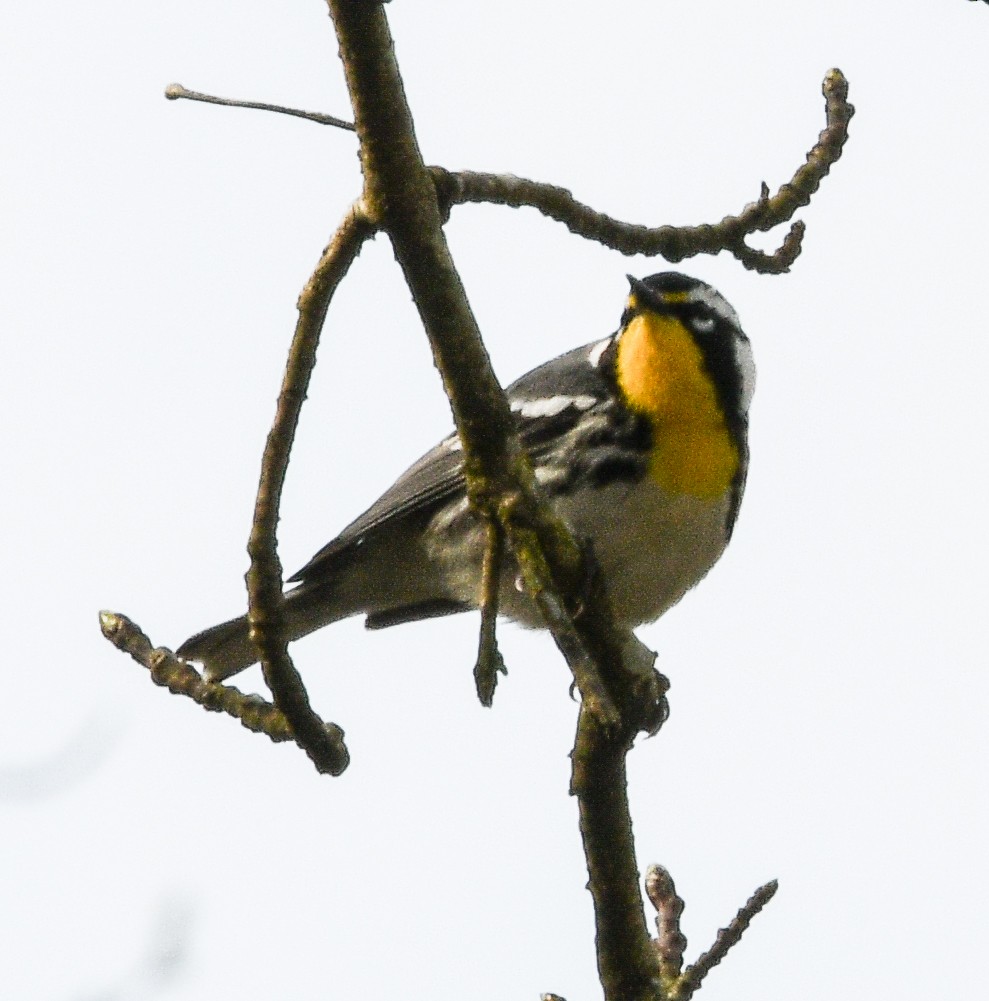 Yellow-throated Warbler - ML321180581