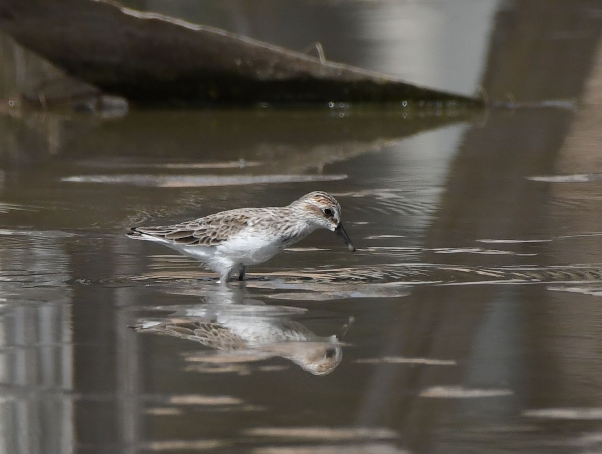 Semipalmated Sandpiper - ML321180661