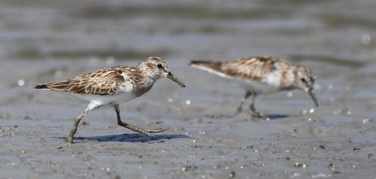 Least Sandpiper - ML321180741