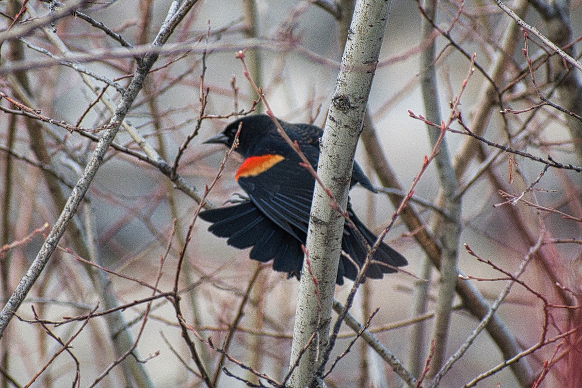 Red-winged Blackbird - Paul Prappas