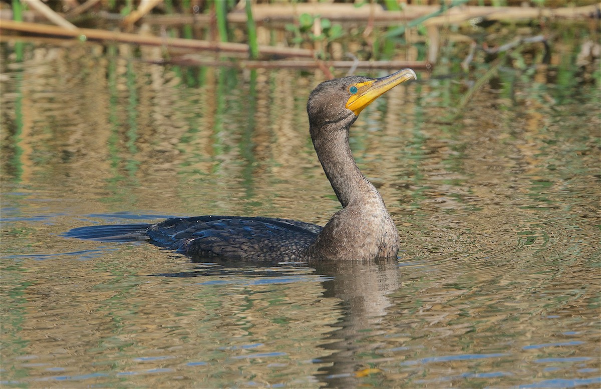 Cormoran à aigrettes - ML321185291