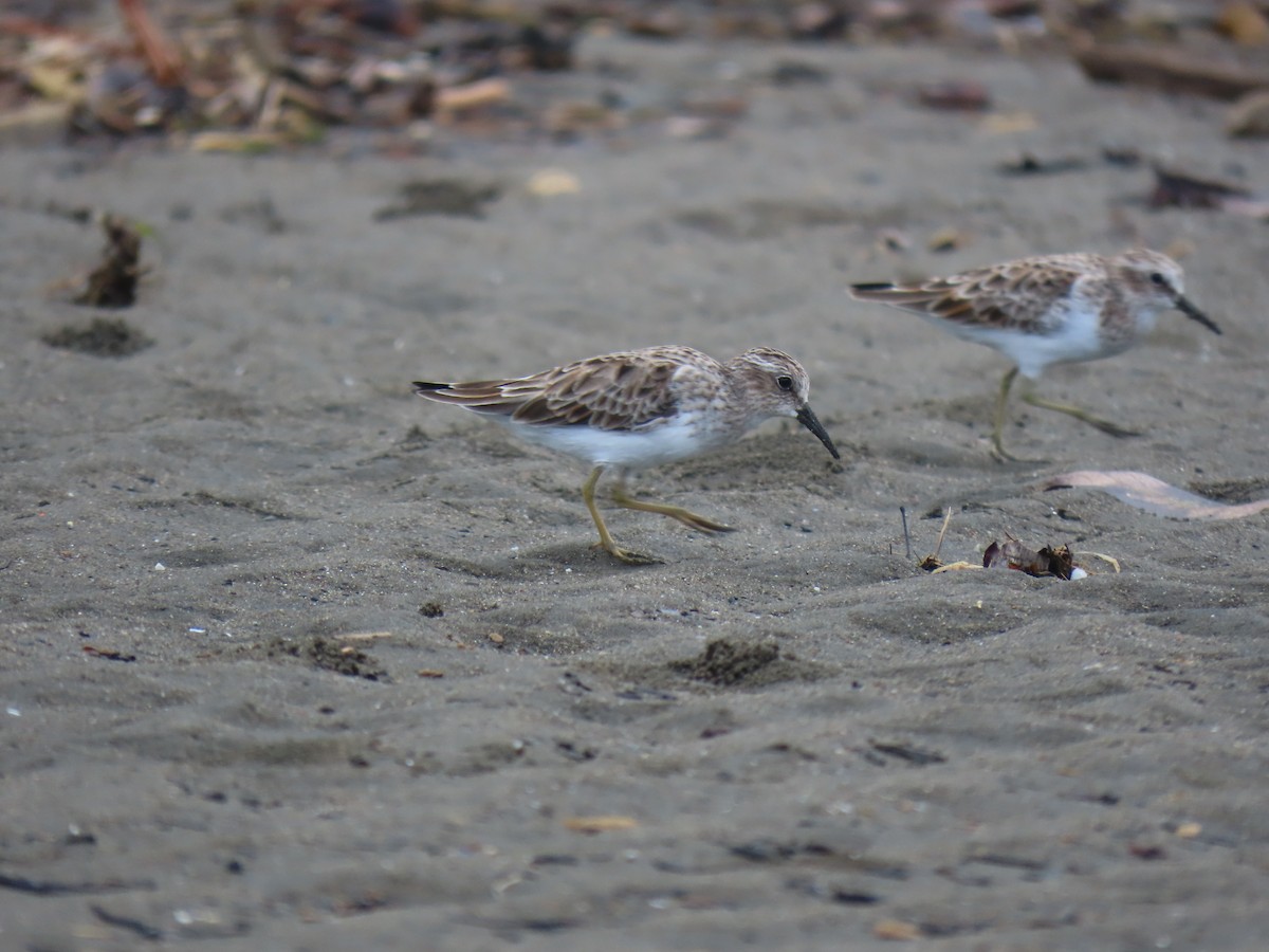 Least Sandpiper - ML321187321