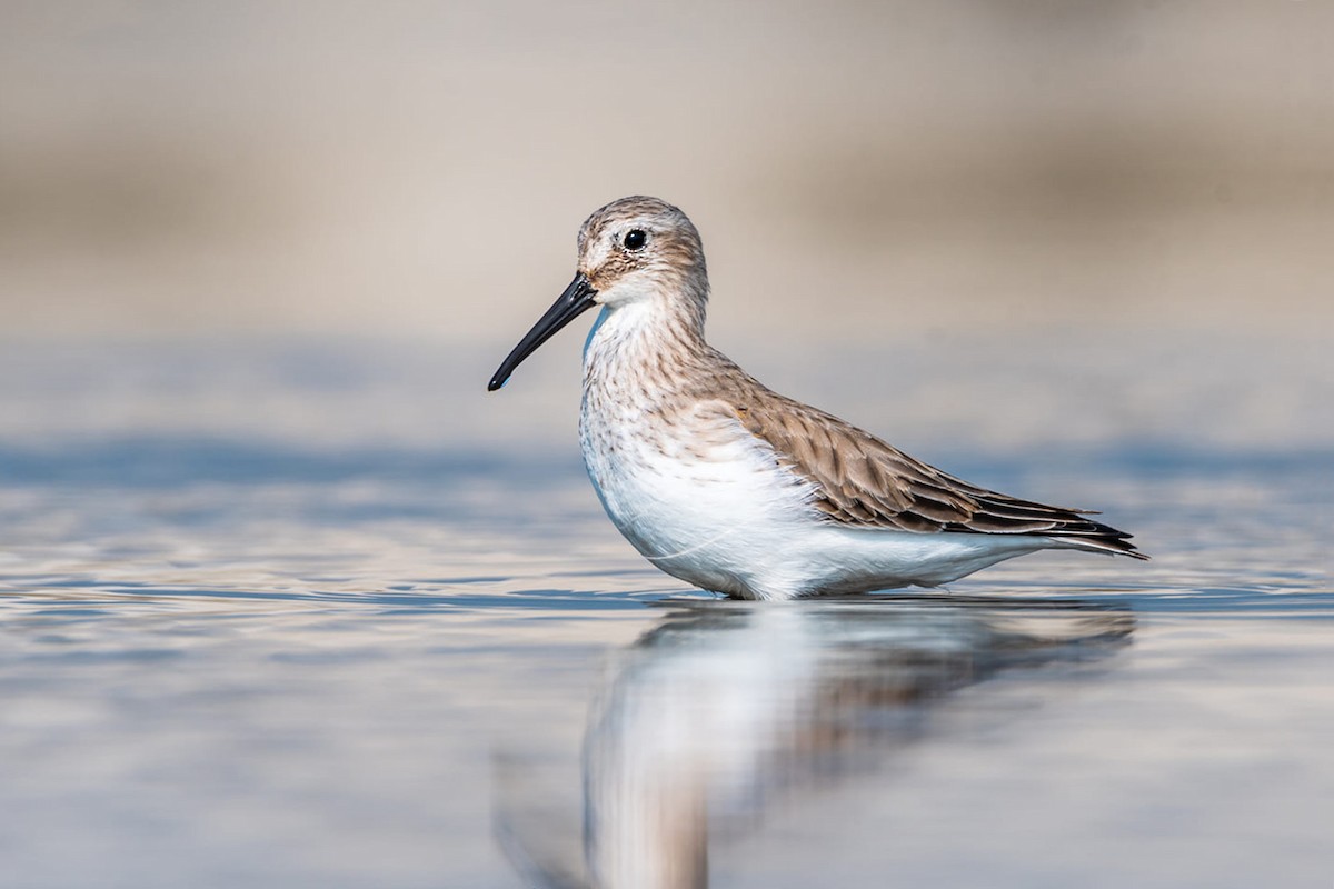 Dunlin - ML321188371