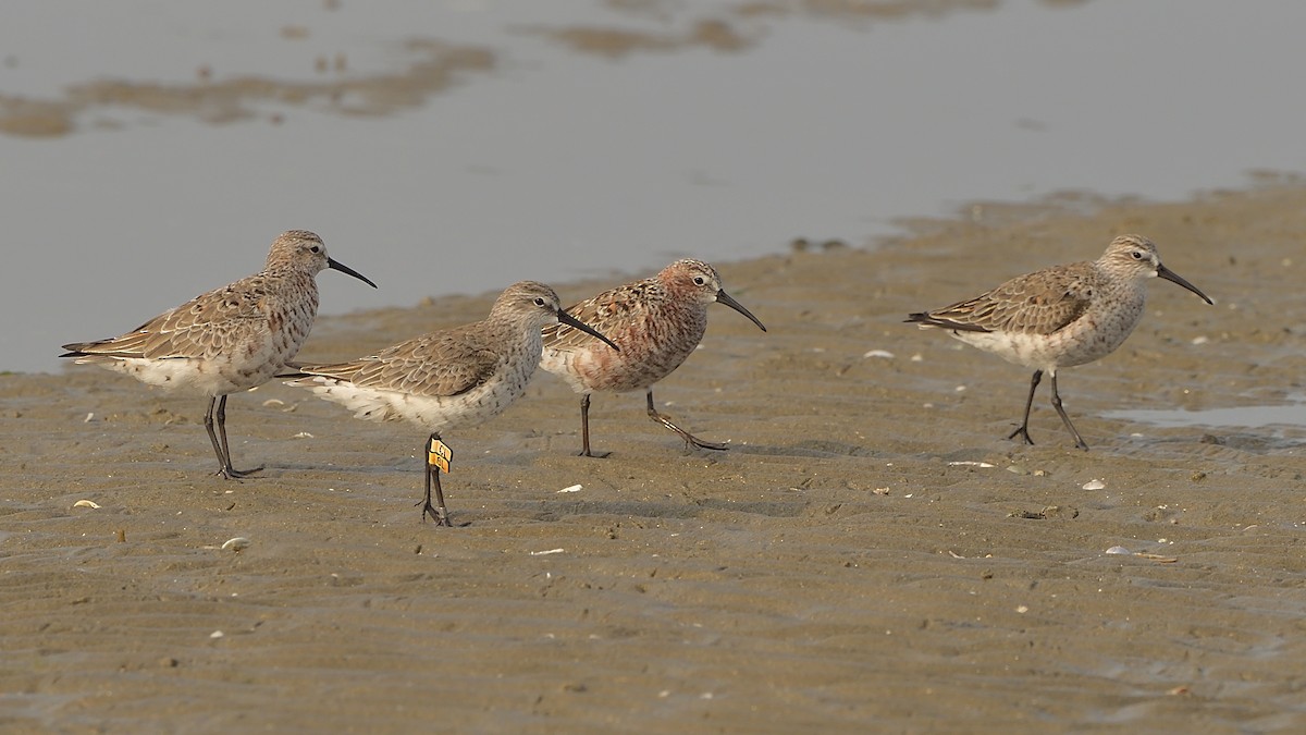 Curlew Sandpiper - ML321188921