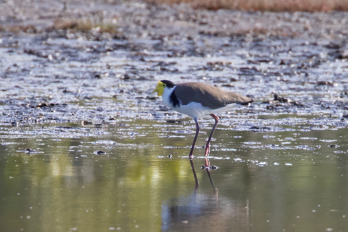 Masked Lapwing - ML321189641