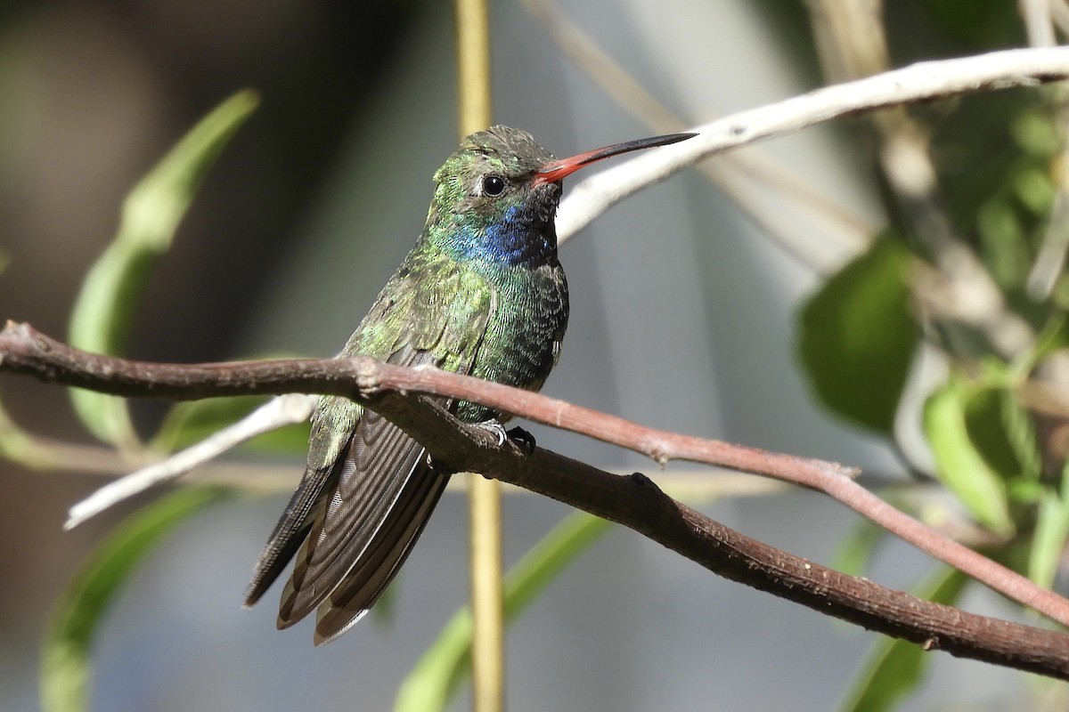 Broad-billed Hummingbird - ML321189731