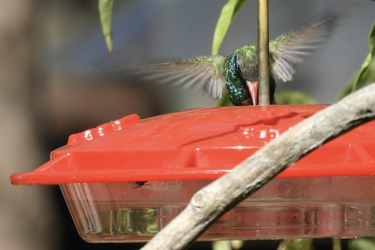 Broad-billed Hummingbird - Loren Wright