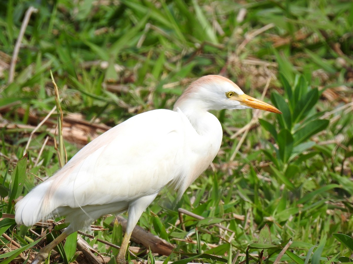 Western Cattle Egret - ML321190441