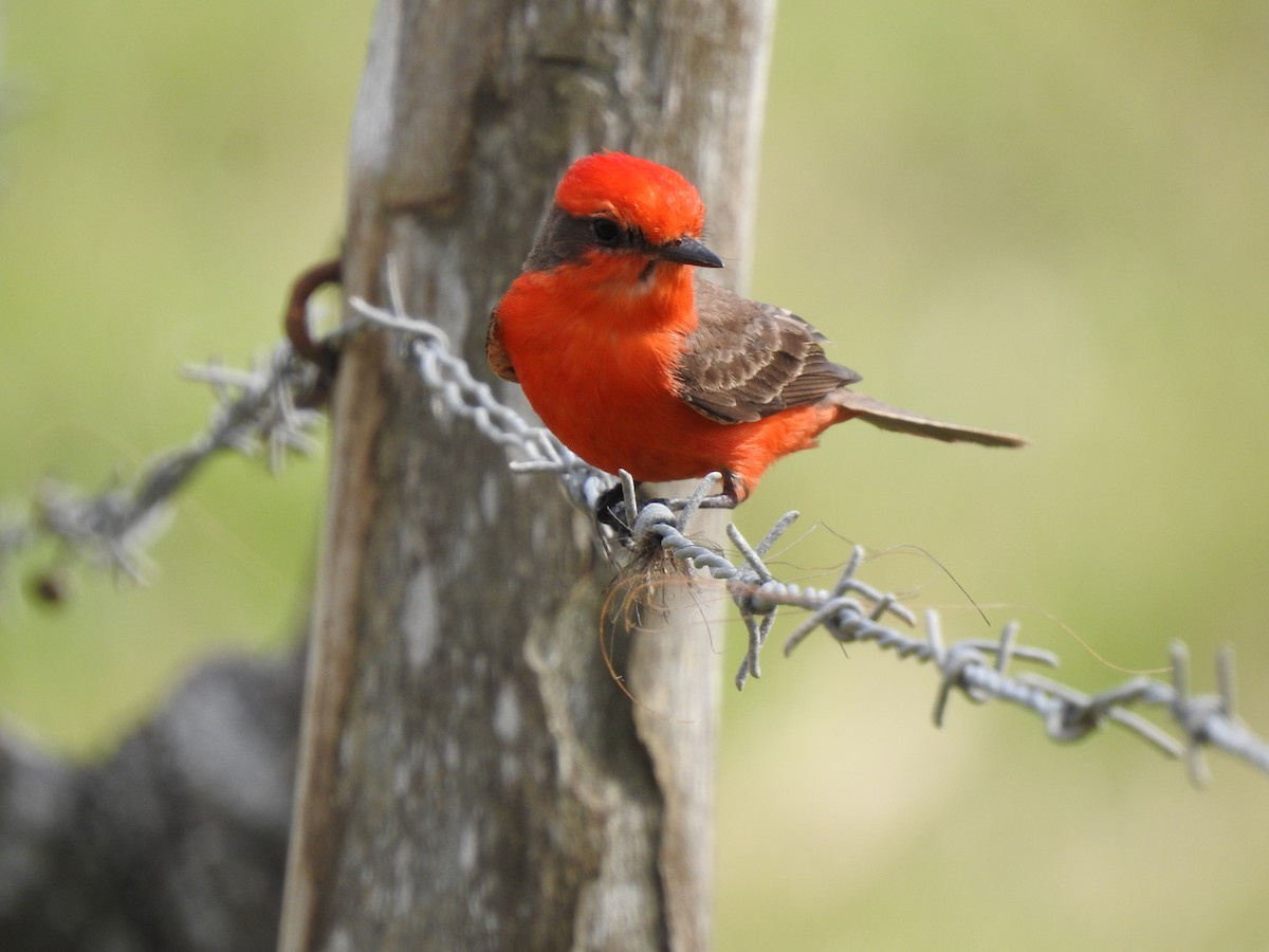 Vermilion Flycatcher - ML321190671