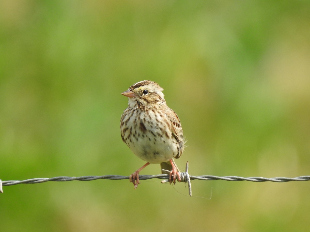 Savannah Sparrow - ML321191291