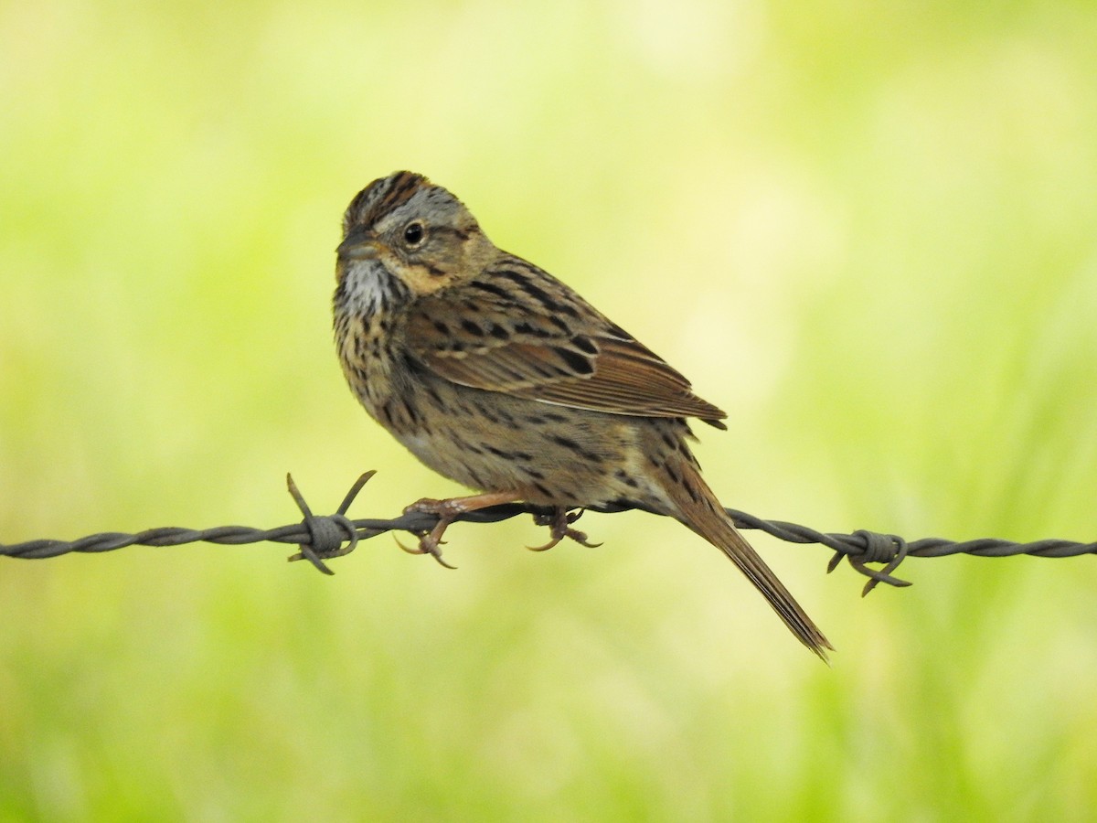 Lincoln's Sparrow - Roberto Medina