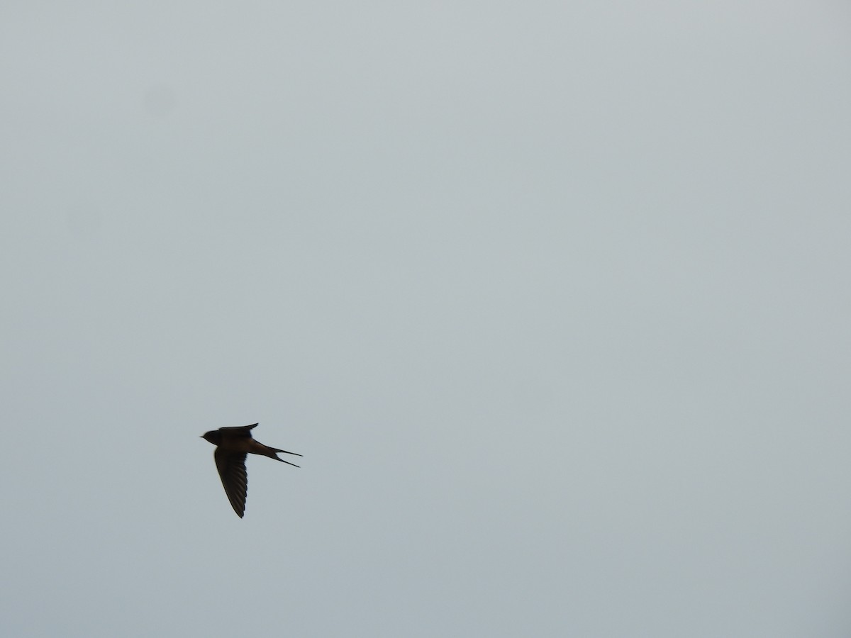 Barn Swallow - ML321191431