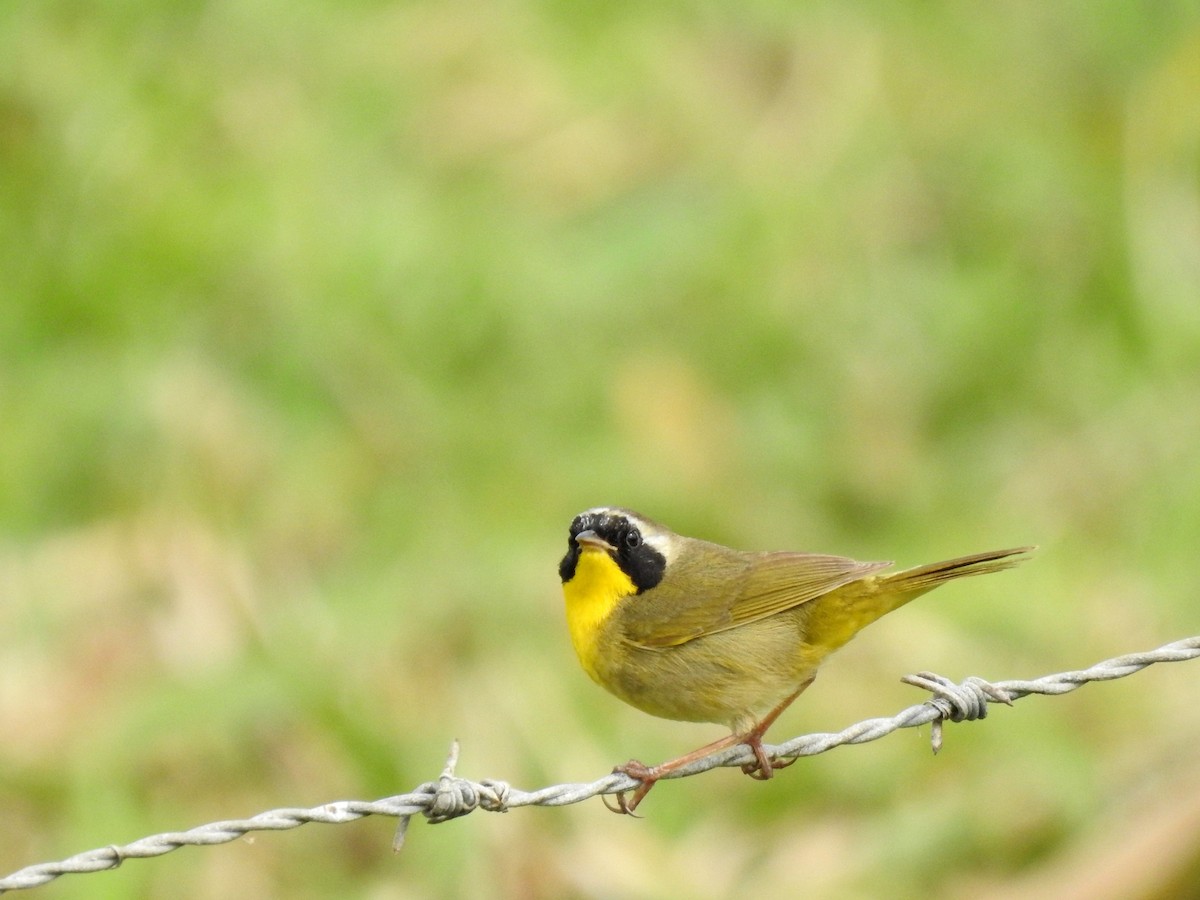 Common Yellowthroat - ML321191581