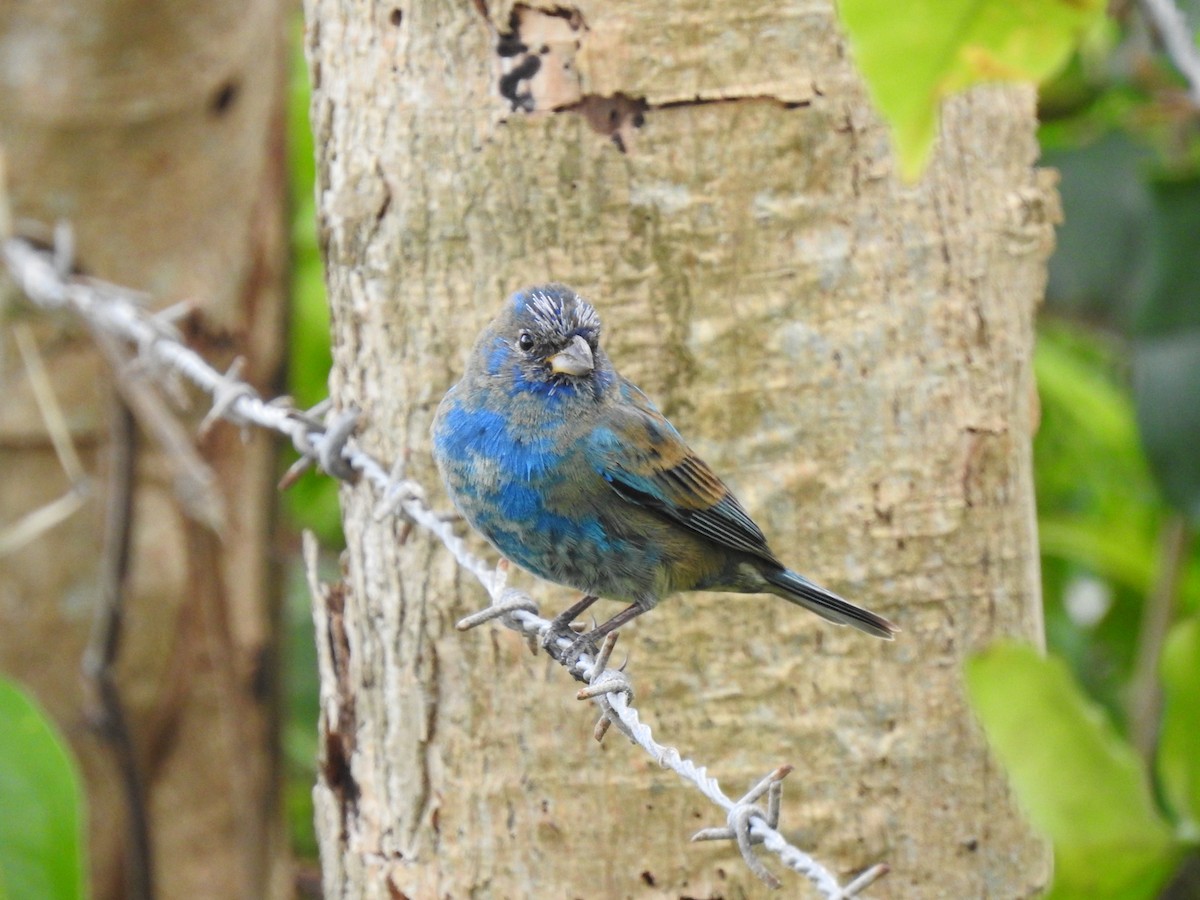 Indigo Bunting - Roberto Medina