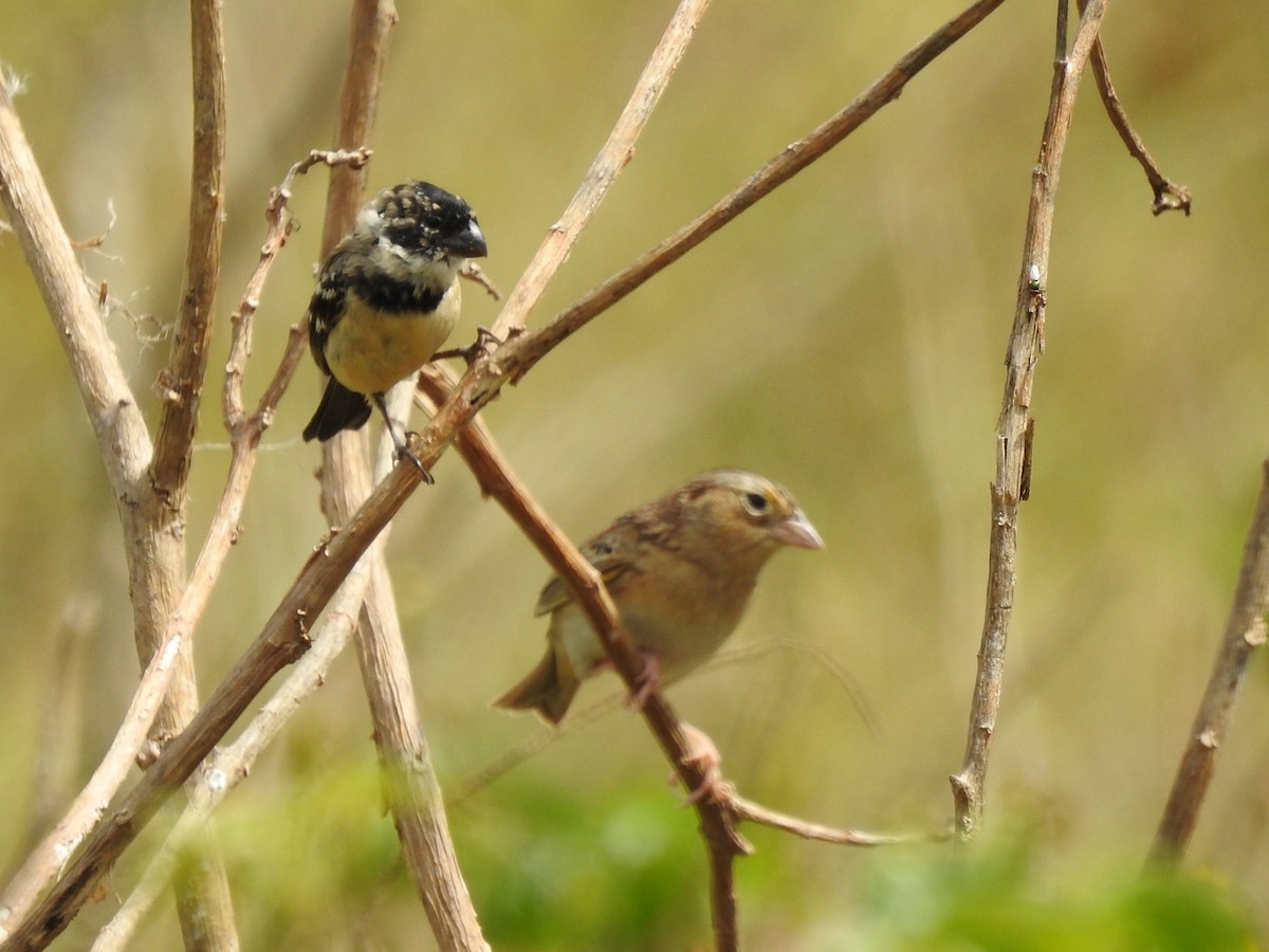 Morelet's Seedeater - ML321191871