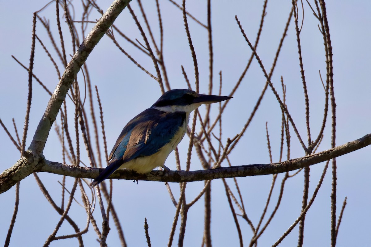 Sacred Kingfisher - Dennis Devers