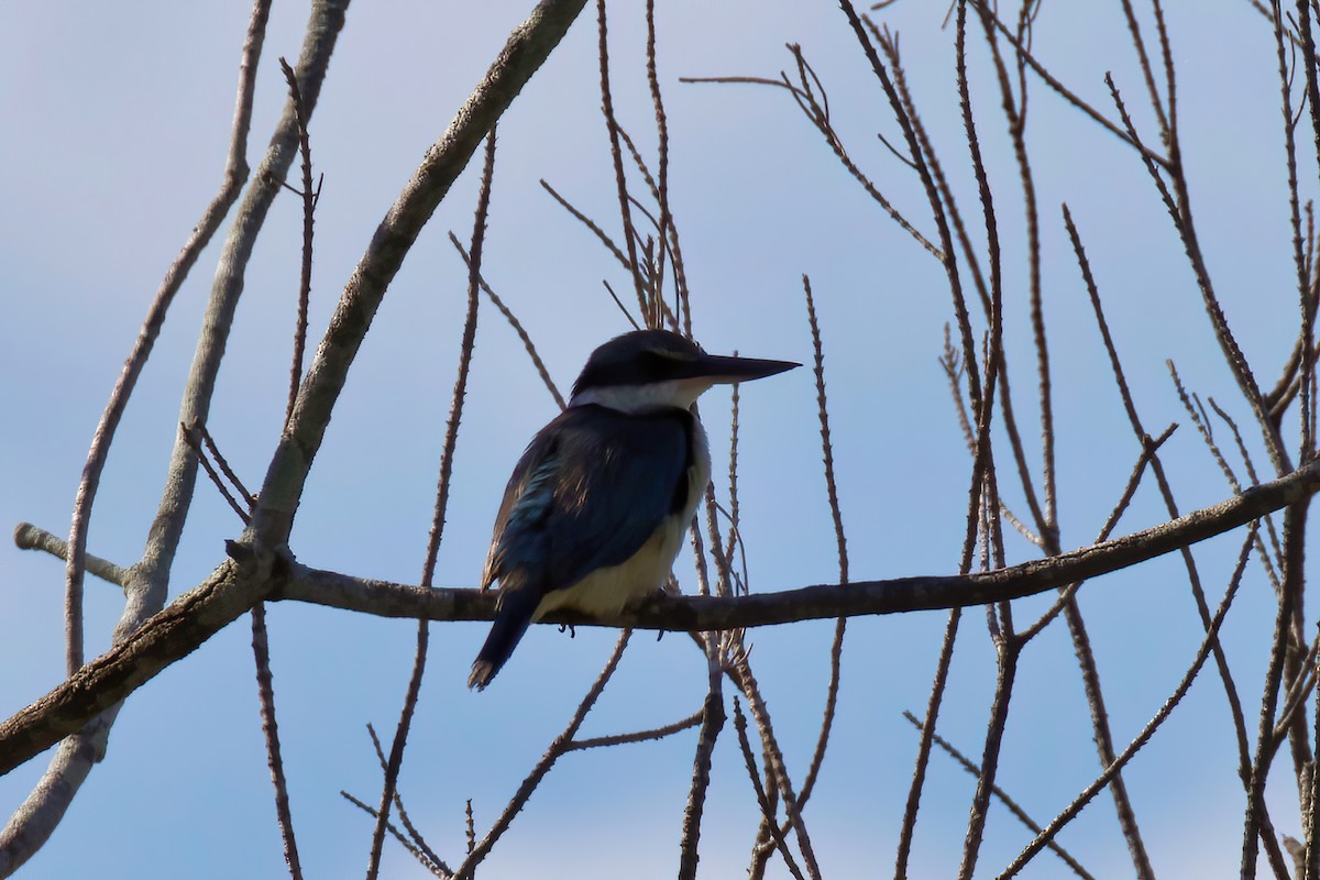 Sacred Kingfisher - Dennis Devers