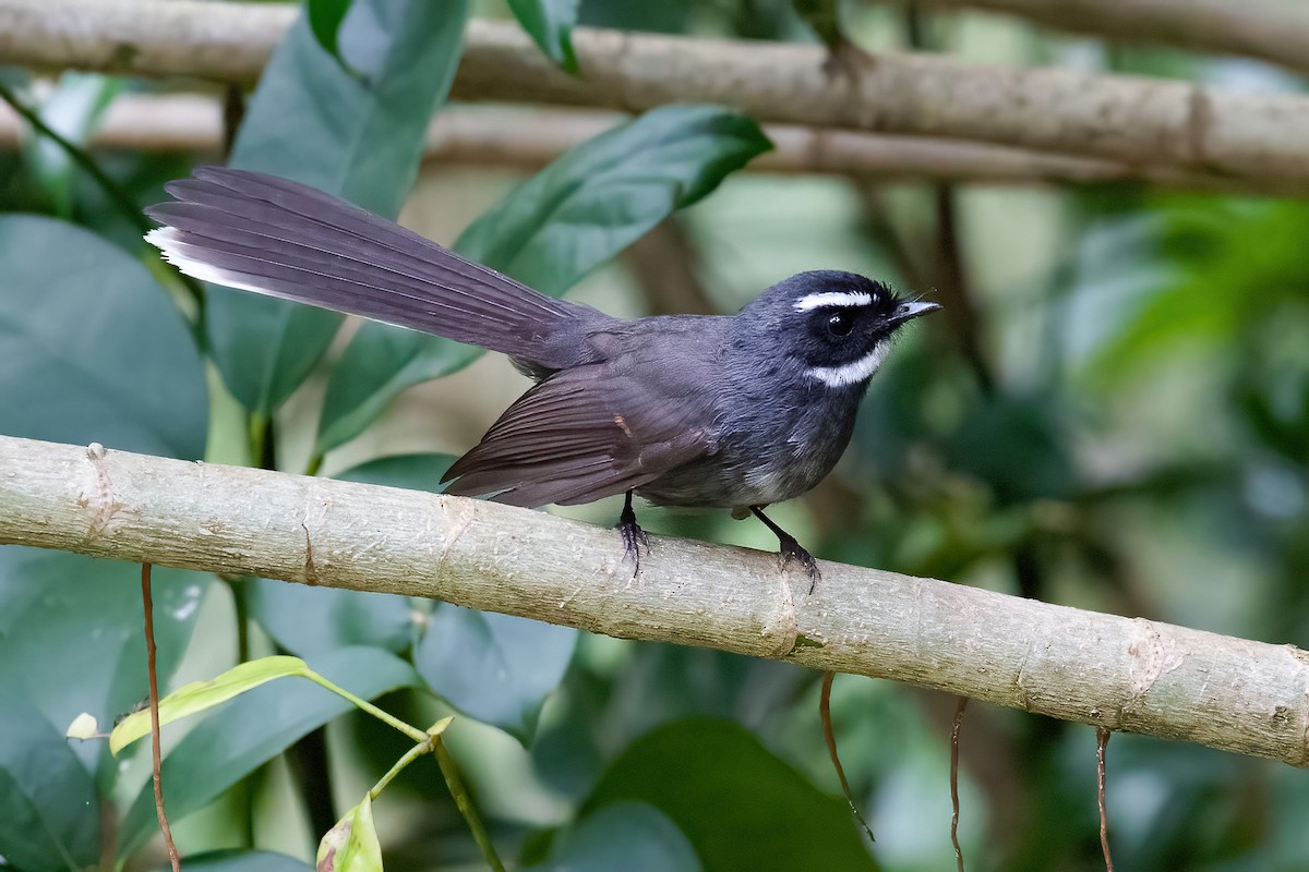 White-throated Fantail - ML321192941