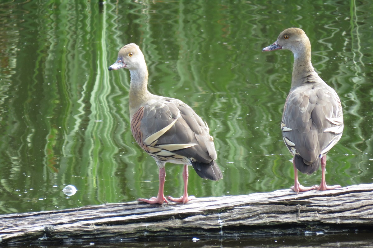 Plumed Whistling-Duck - ML321193751