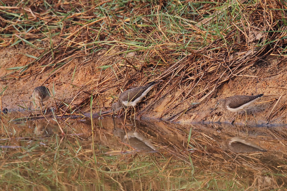 Green Sandpiper - ML321194401