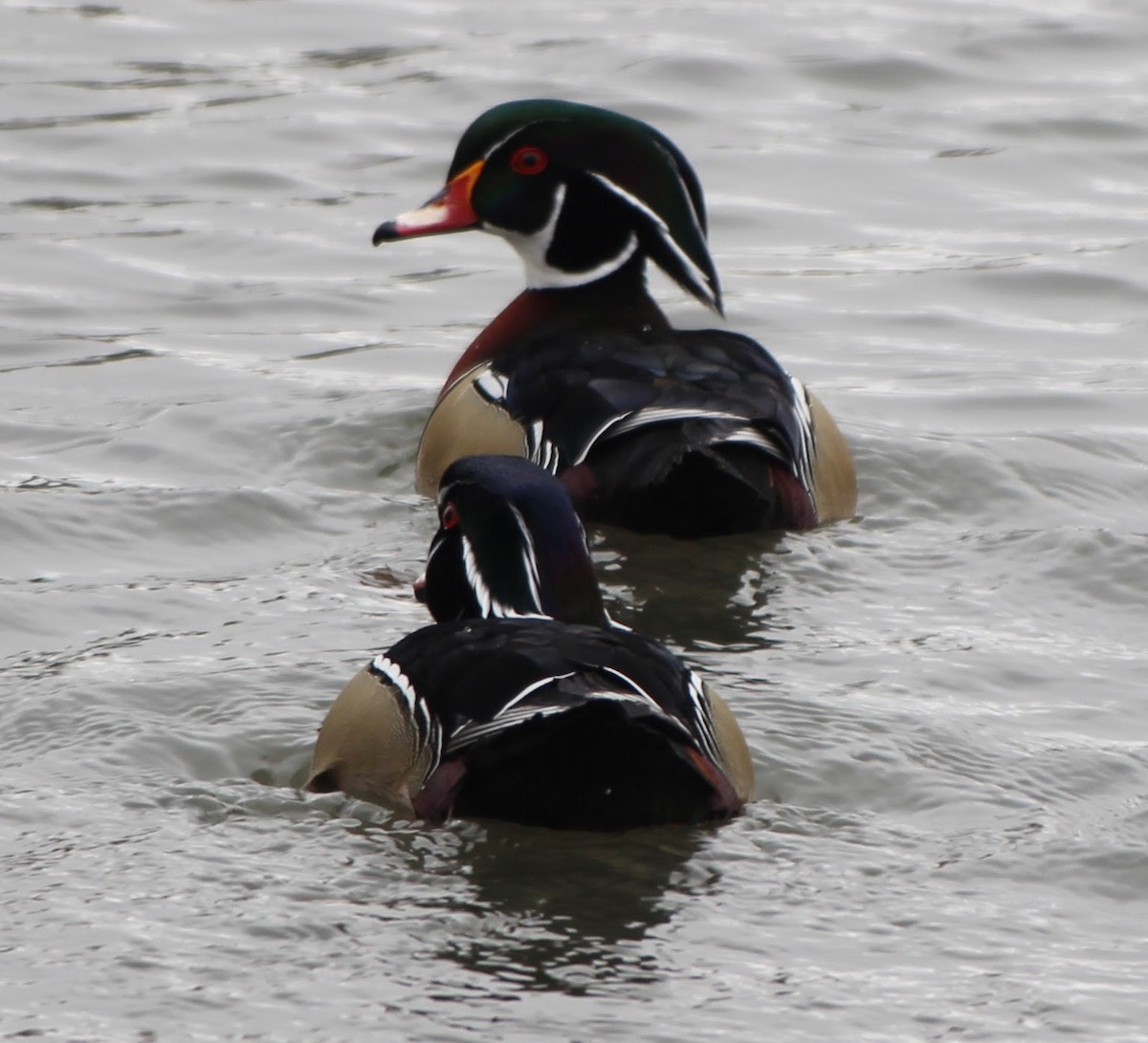 Wood Duck - ML321195081