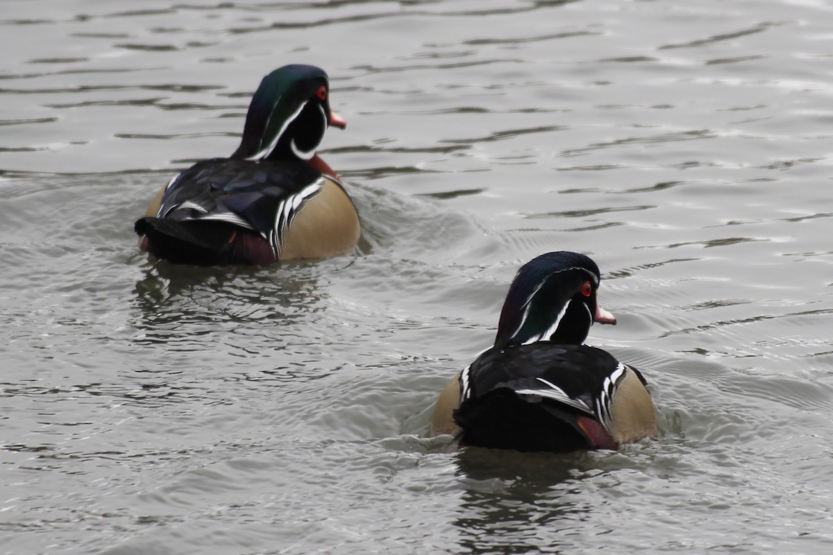 Wood Duck - ML321195091