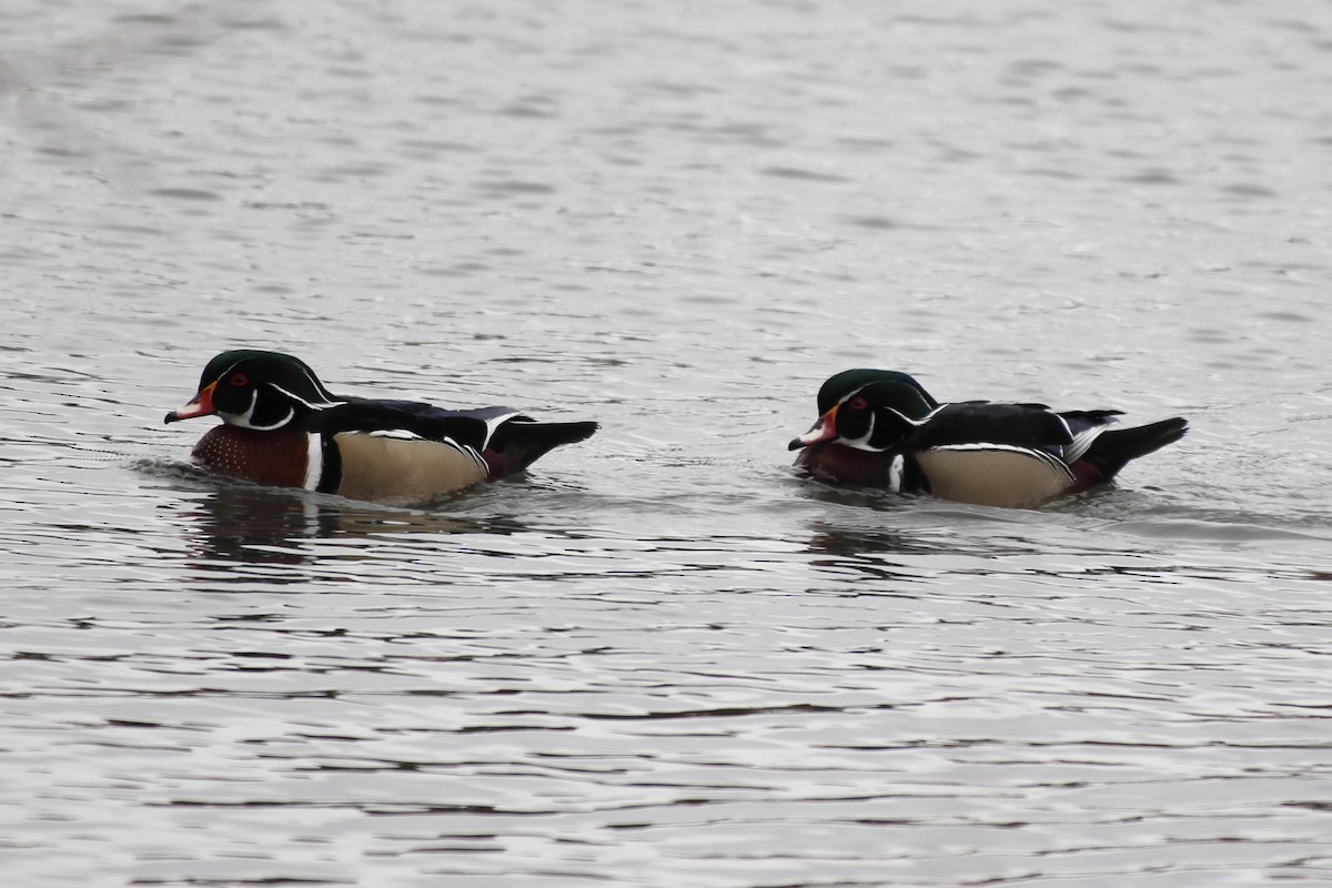 Wood Duck - ML321195101