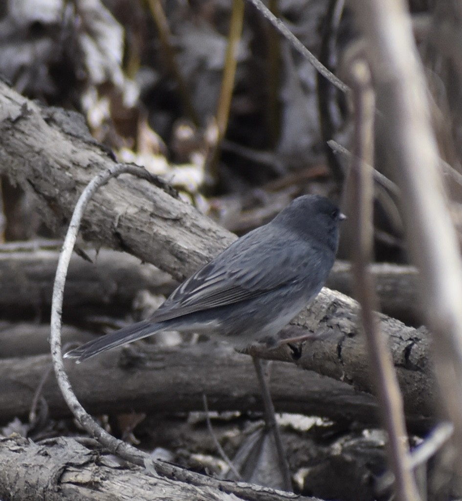 Dark-eyed Junco (Slate-colored) - ML321195141