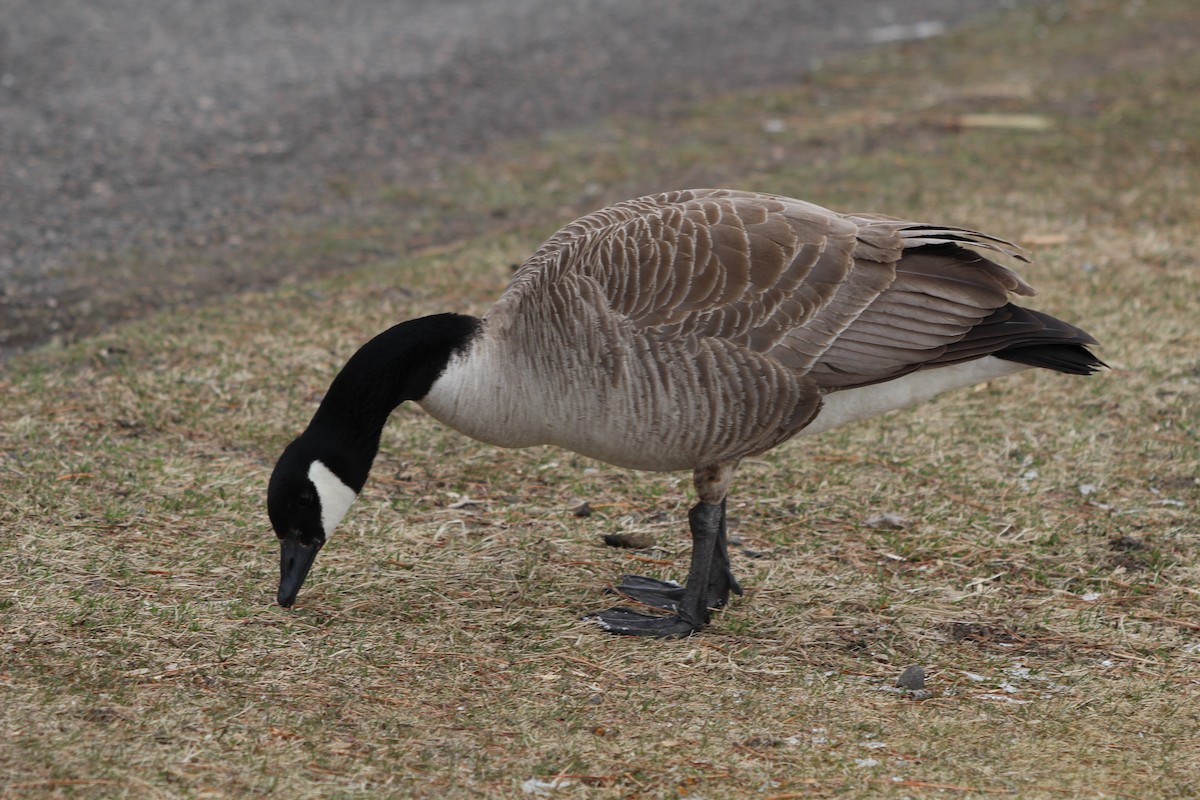 Canada Goose - ML321195301